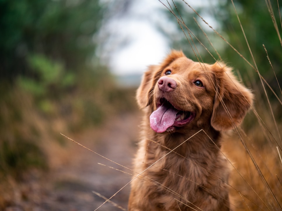 https://www.sugsands.com/wp-content/uploads/2020/07/UNSPLASH-Pet-Friendly.jpg